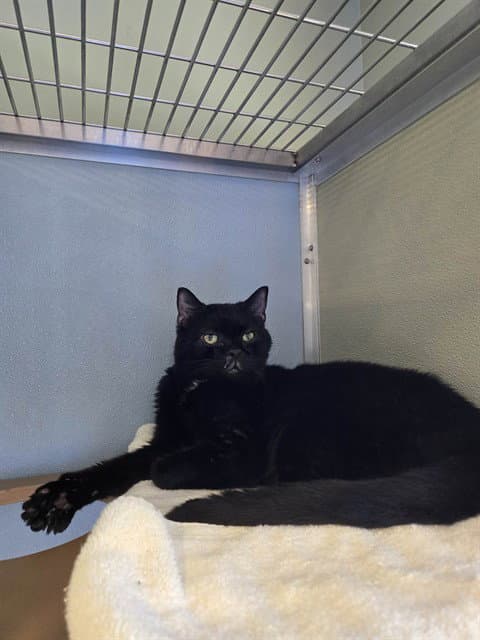 Rance - Domestic Short Hair