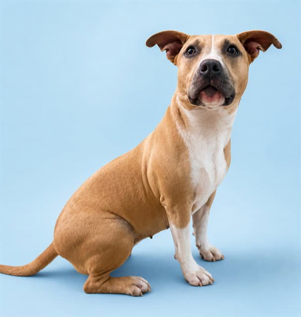 Fawn - American Pit Bull Terrier