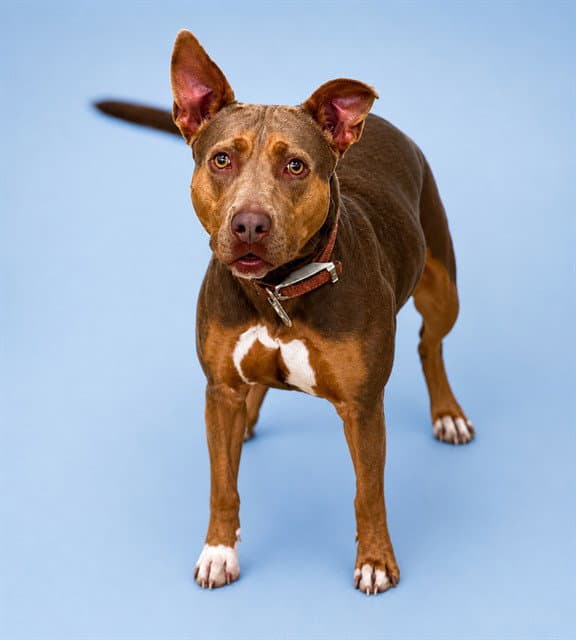 Ariel - Pit Bull Terrier