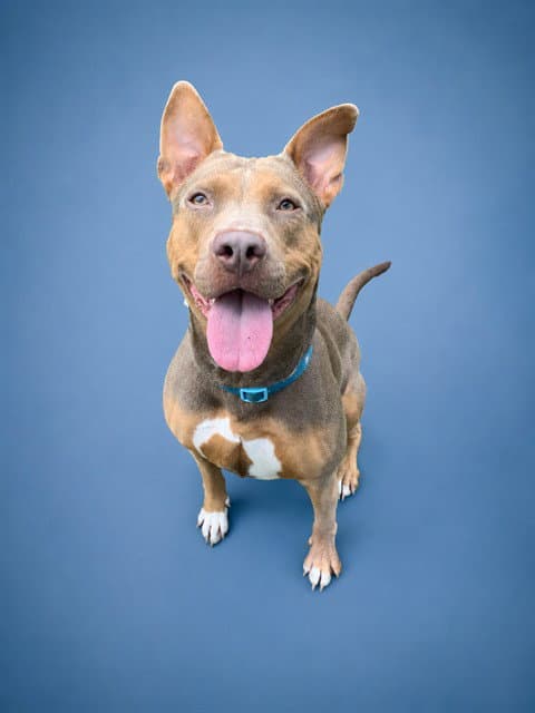 Ariel - Pit Bull Terrier