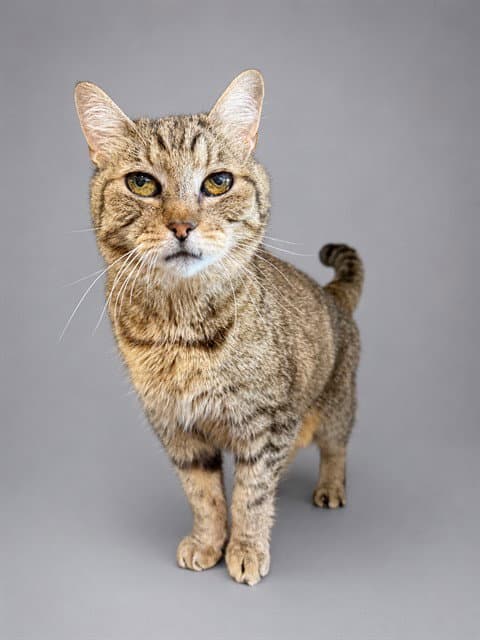 Unknown - Domestic Short Hair