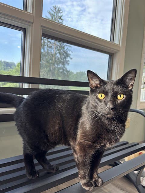 Nugget - Domestic Short Hair
