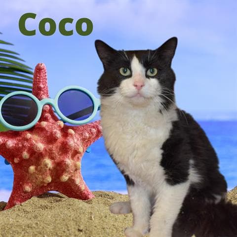 Coco - Domestic Medium Hair