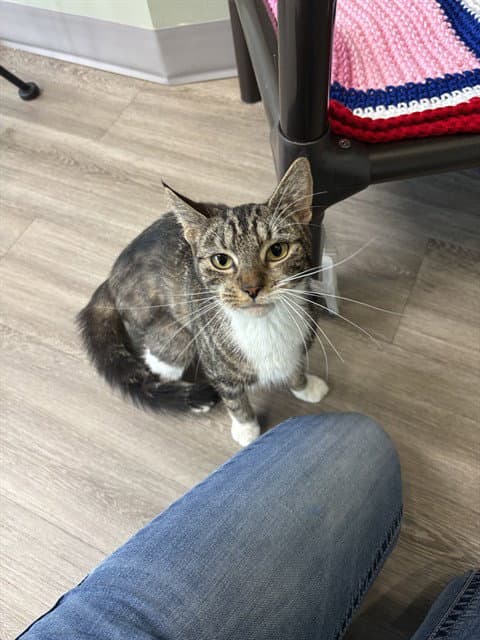 Tabitha - Domestic Short Hair
