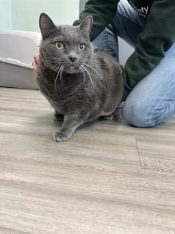 Oliver image 1