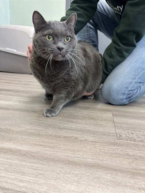 Oliver - Domestic Short Hair