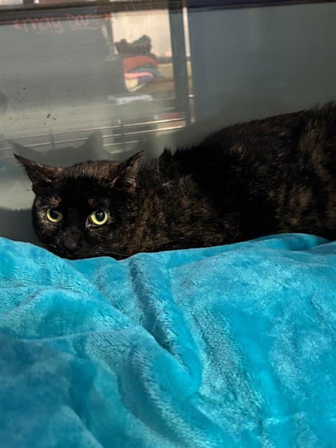Marble - Domestic Short Hair