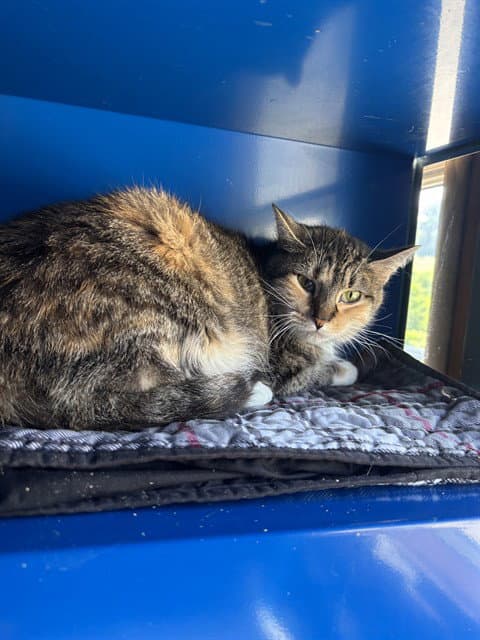 Precious - Domestic Short Hair