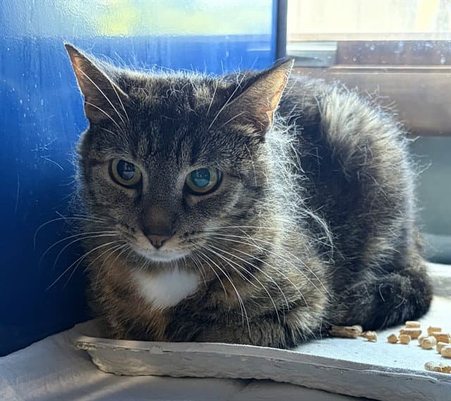 Amber - Domestic Short Hair