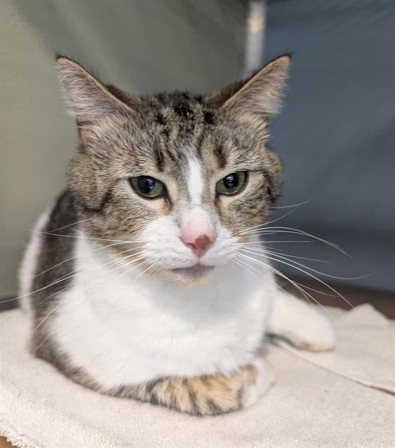 Bonnie - Domestic Short Hair
