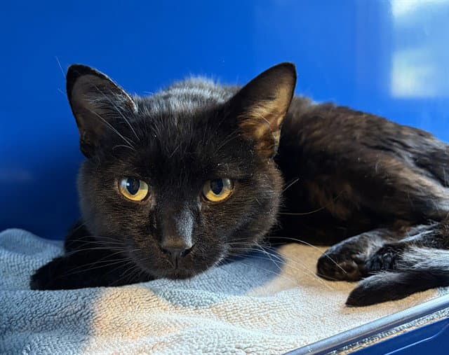 Sebastian - Domestic Short Hair