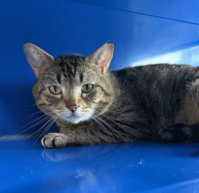 Finch - Domestic Short Hair