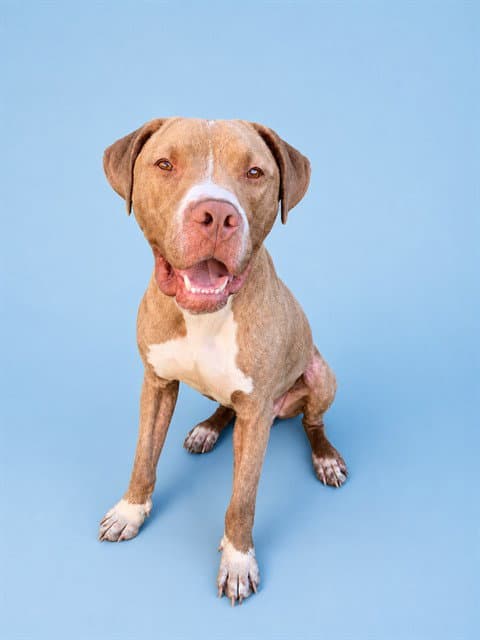 Cyrus - Pit Bull Terrier