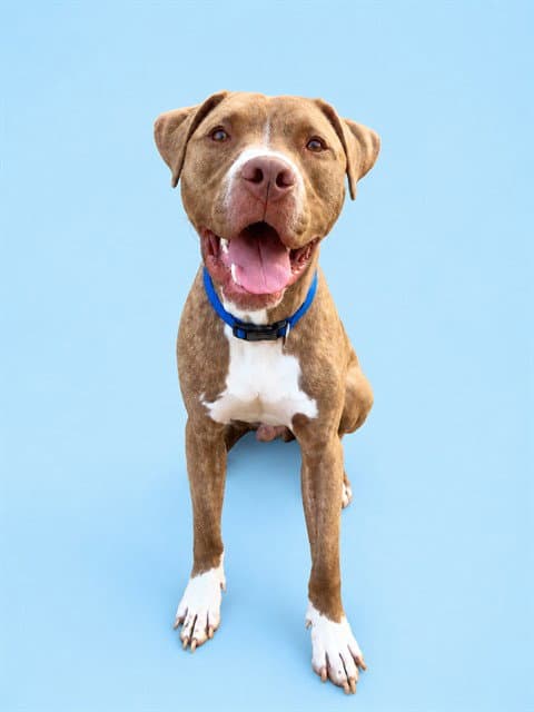 Cyrus - Pit Bull Terrier