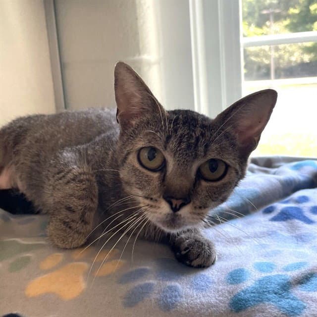 Aspen - Domestic Short Hair