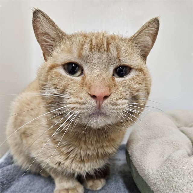 Nolan - Domestic Short Hair