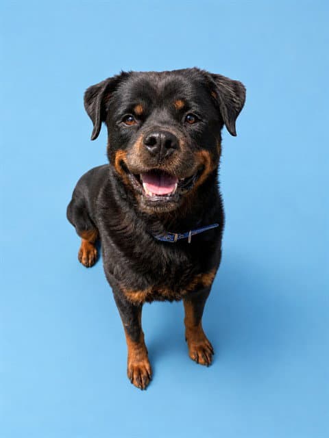 Peppa - Rottweiler