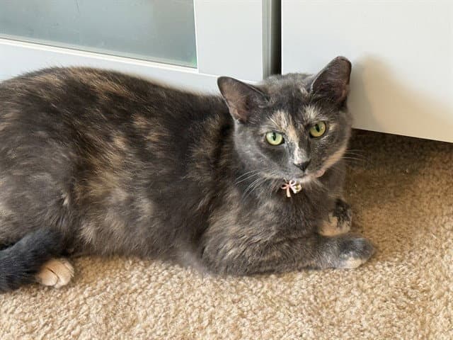 Robin - Domestic Short Hair