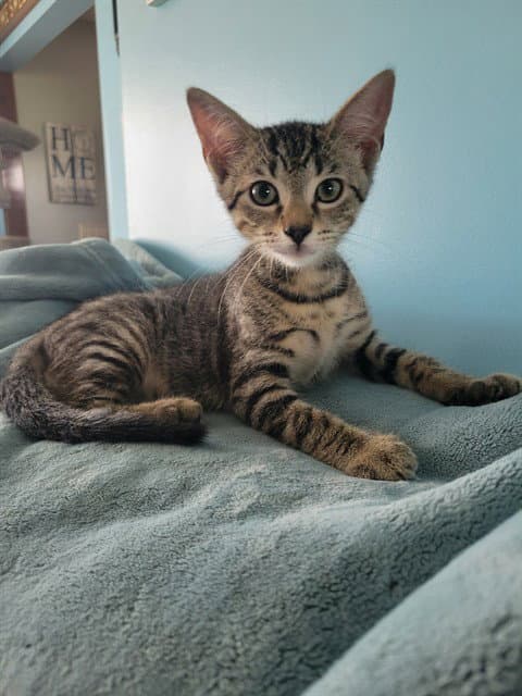 Kai - Domestic Short Hair