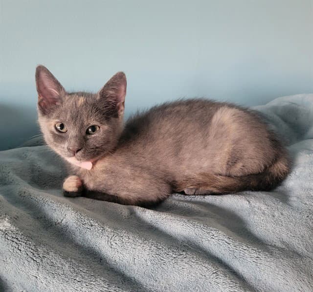 Kali - Domestic Short Hair