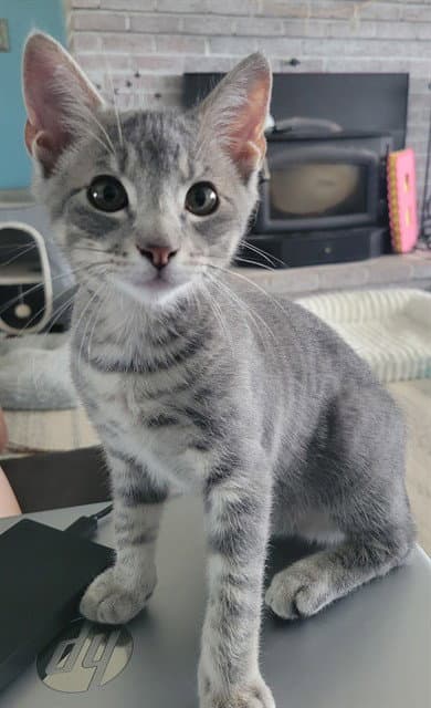 Kingston - Domestic Short Hair