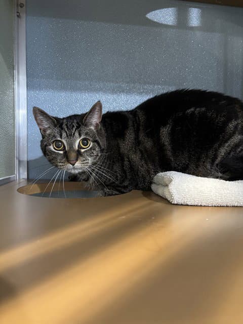 Shirley - Domestic Short Hair