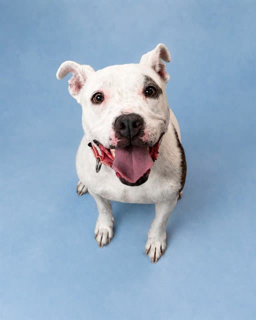 Marcy - Staffordshire Bull Terrier