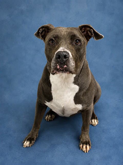 Dream - Pit Bull Terrier