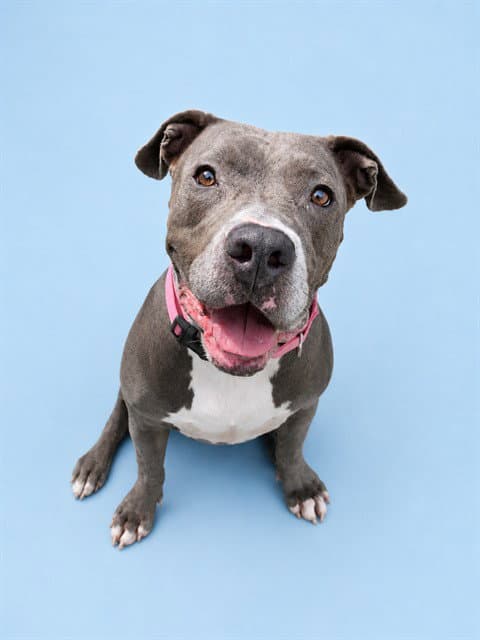 Dream - Pit Bull Terrier