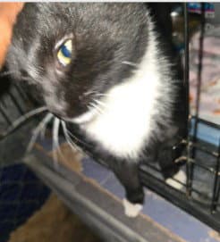 Tuxie - Domestic Short Hair