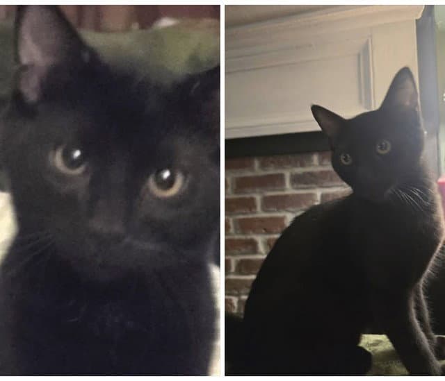 Pickle - Domestic Short Hair