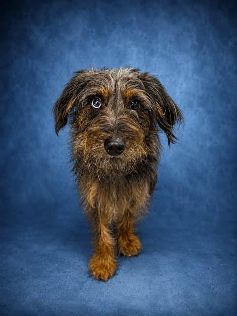 Alfie - Border Terrier