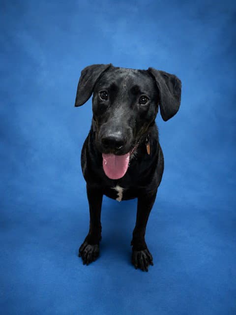 Jayden - Labrador Retriever