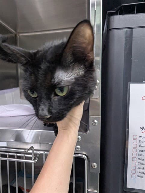 Luffee - Domestic Short Hair