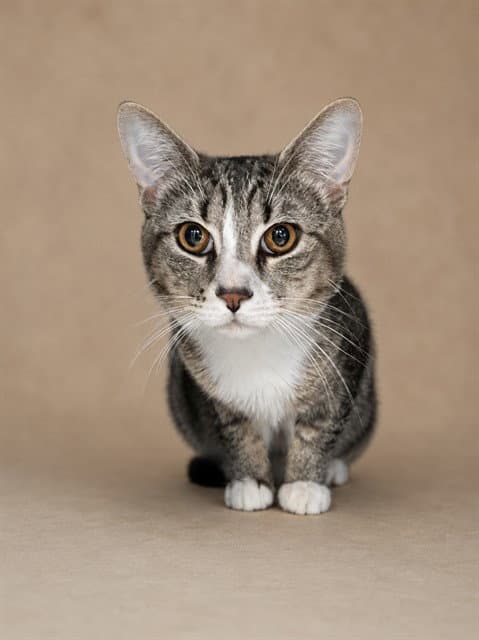 Cricket - Domestic Short Hair