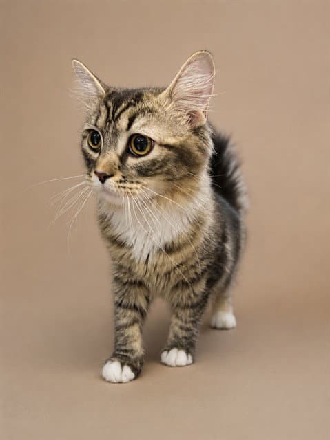 Tilly - Domestic Long Hair