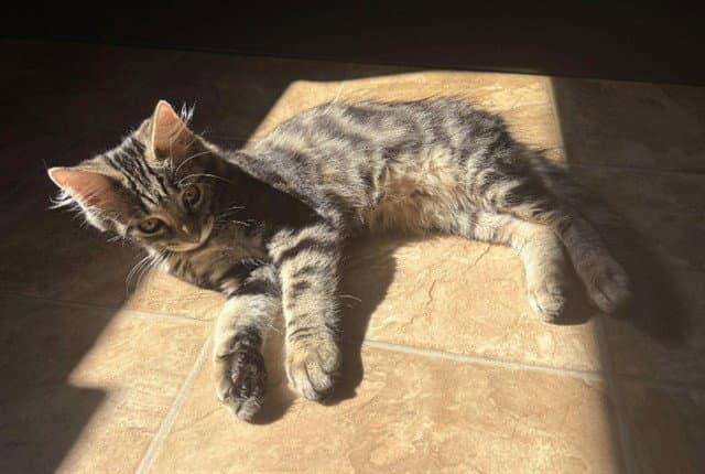 Calypso - Domestic Medium Hair