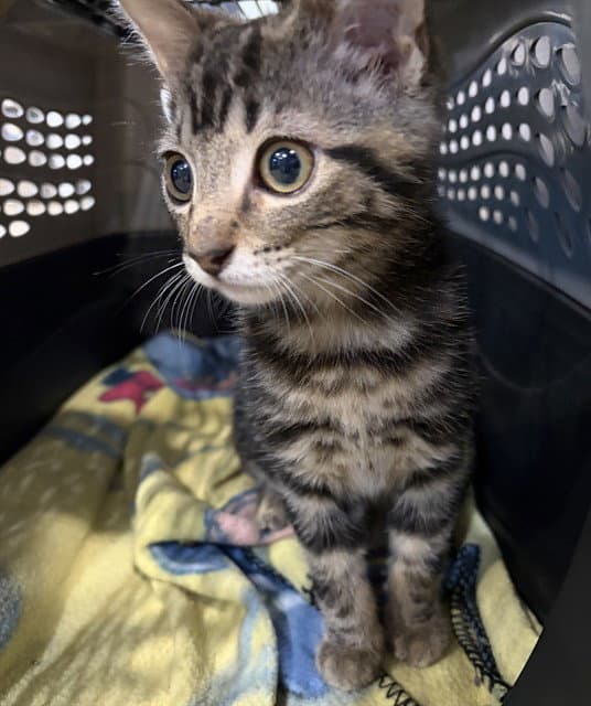 Danny - Domestic Short Hair