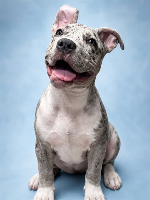 Hank - Pit Bull Terrier