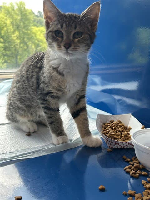 Iana - Domestic Short Hair