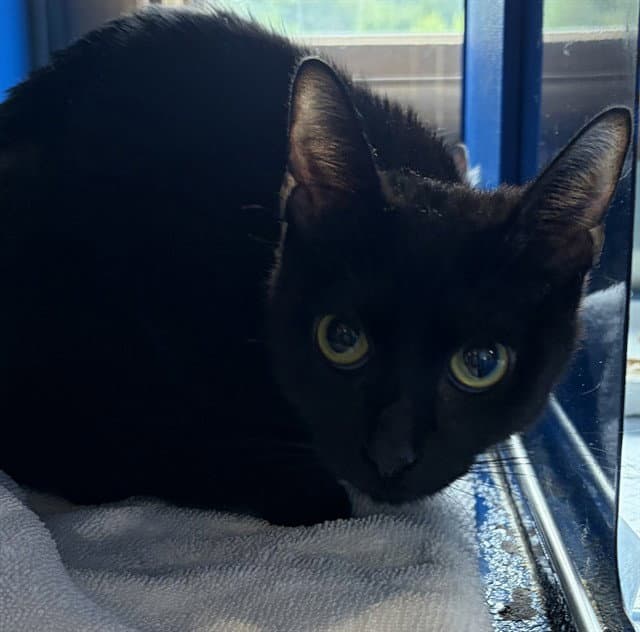 Minx - Domestic Short Hair