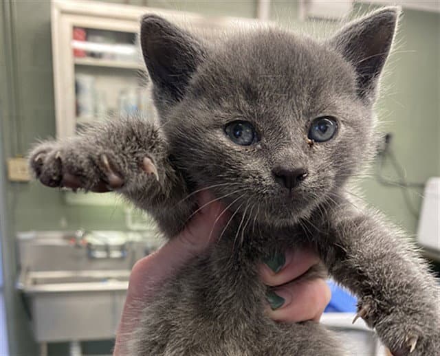 Sammy - Domestic Short Hair