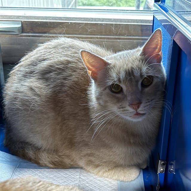 Henry - Domestic Short Hair