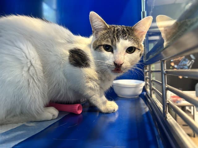 Snickers - Domestic Short Hair