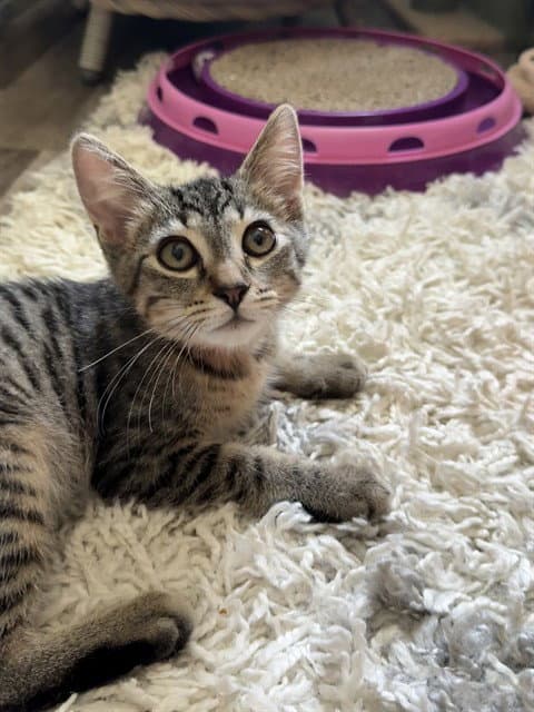 Kaleb - Domestic Short Hair