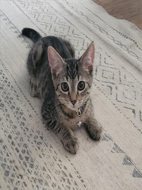 Kaleb - Domestic Short Hair