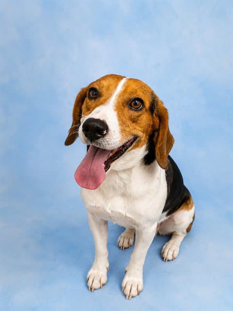 Banjo - Beagle