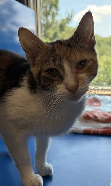 Mcflurry - Domestic Short Hair