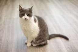 Jemma image 1