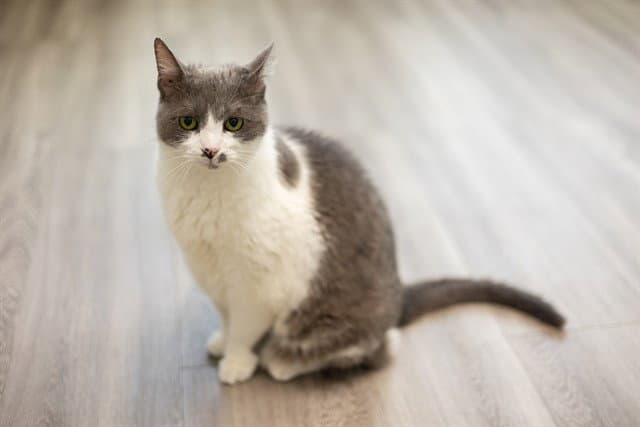Jemma - Domestic Short Hair